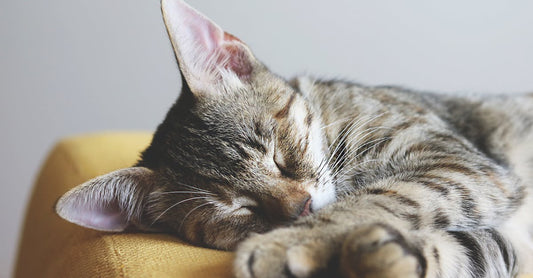 How Many Hours Do 4 Year Olds Need To Sleep?