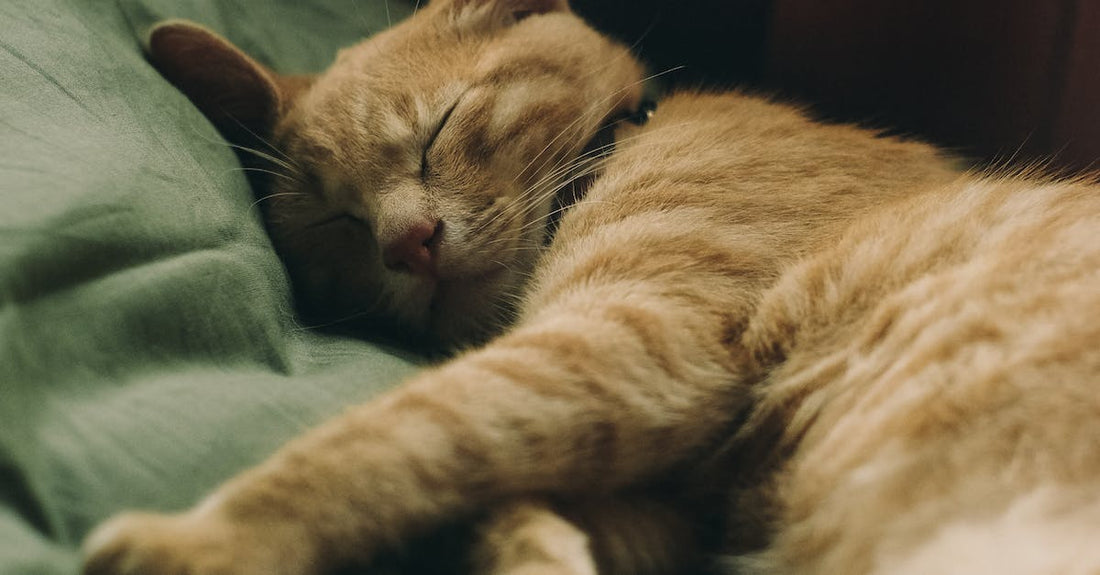 How To Get 6 Year Old To Sleep Alone?