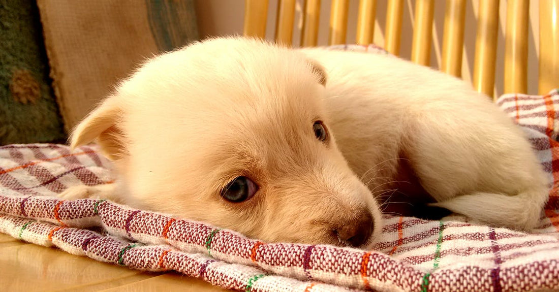 What Is The Strongest Sleep Aid Over The Counter?