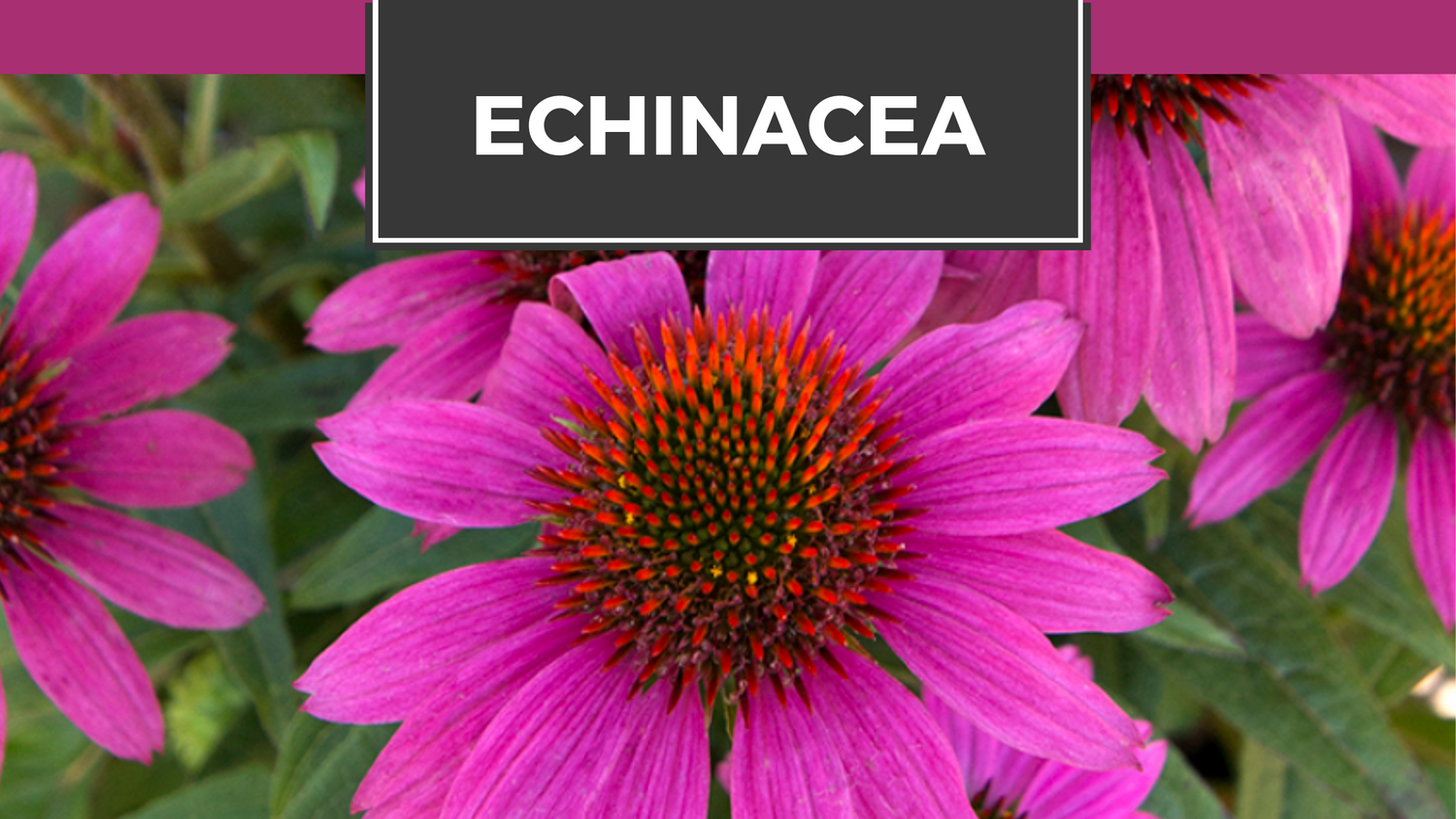 Echinacea Benefit Guide Dr. Spray's Blog and Guides