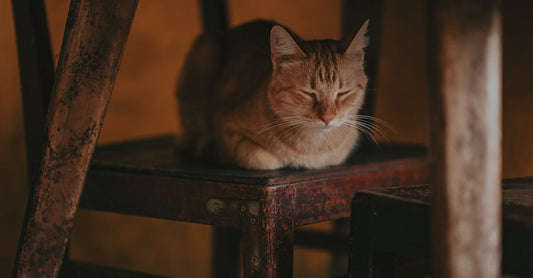 How To Get 8 Year Old To Sleep Alone?