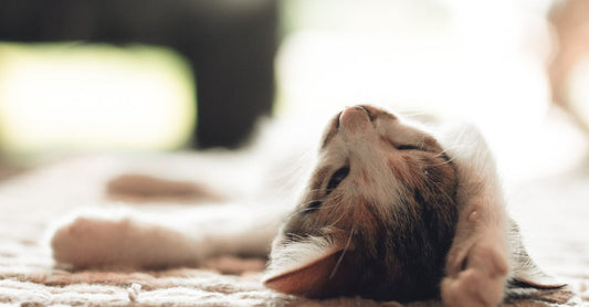 How To Put One Year Old To Sleep?