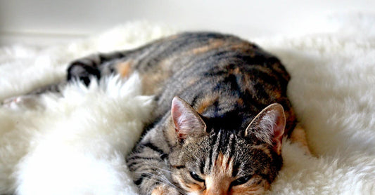 How Do I Get My 11 Year Old To Sleep?